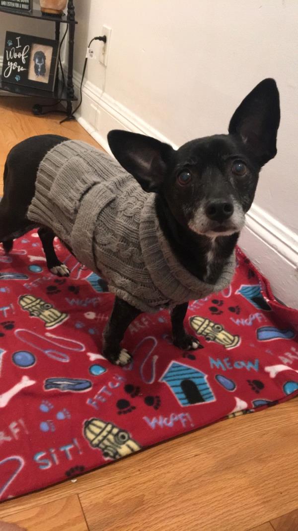 /Images/uploads/Humane Society of Lackawanna County/LoveYourPet/entries/9628thumb.jpg